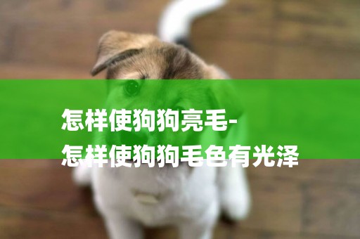 怎樣使狗狗亮毛-
怎樣使狗狗毛色有光澤