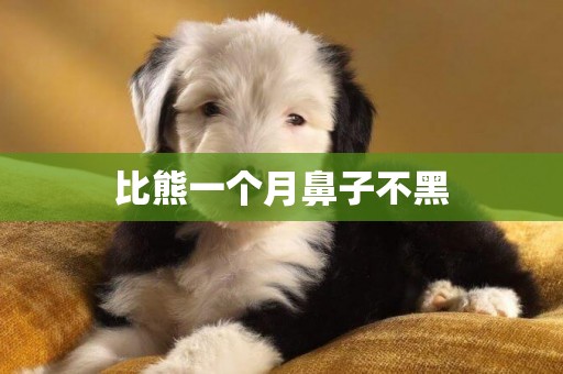比熊一個月鼻子不黑