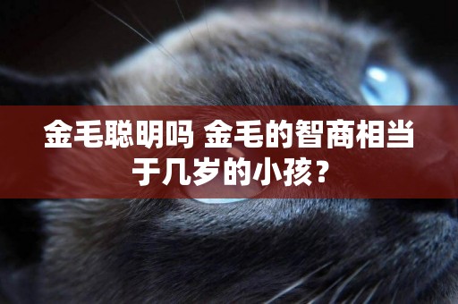 金毛聰明嗎 金毛的智商相當于幾歲的小孩？