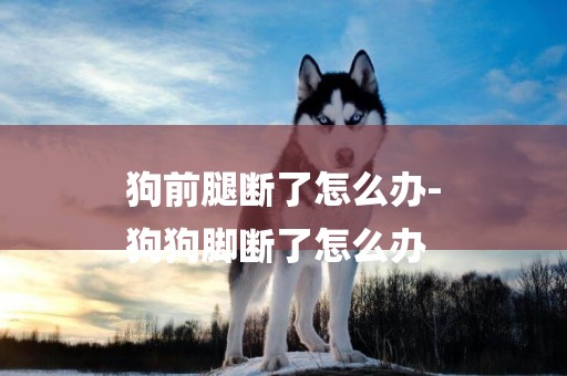 狗前腿斷了怎么辦-
狗狗腳斷了怎么辦
