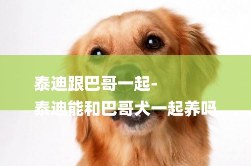 泰迪跟巴哥一起-
泰迪能和巴哥犬一起養嗎