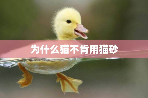 為什么貓不肯用貓砂