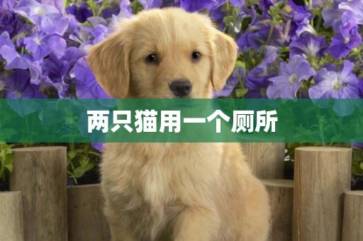 兩只貓用一個廁所