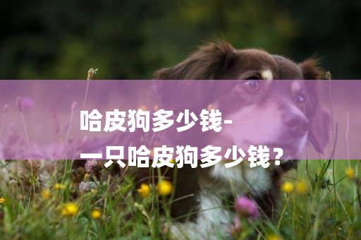 哈皮狗多少錢-
一只哈皮狗多少錢？