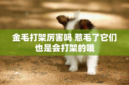 金毛打架厲害嗎 惹毛了它們也是會打架的哦