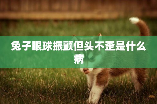 兔子眼球振顫但頭不歪是什么病