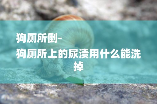 狗廁所倒-
狗廁所上的尿漬用什么能洗掉