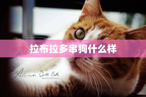 拉布拉多串狗什么樣