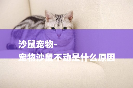 沙鼠寵物-
寵物沙鼠不動是什么原因