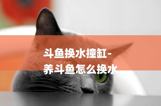 斗魚換水撞缸-
養斗魚怎么換水