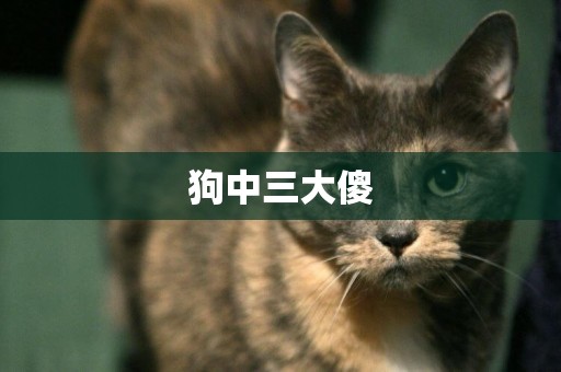 狗中三大傻