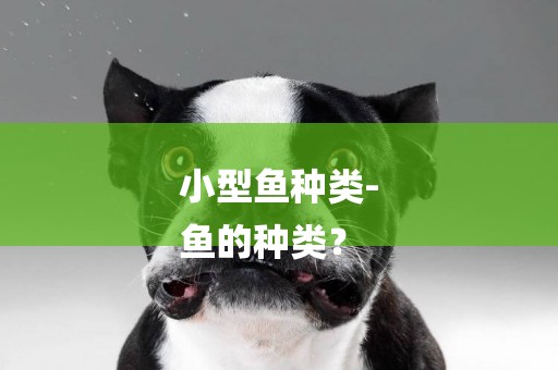 小型魚種類-
魚的種類？