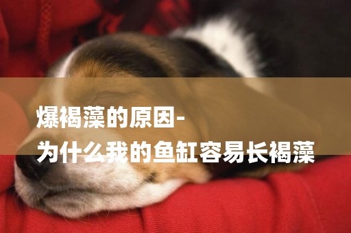 爆褐藻的原因-
為什么我的魚缸容易長褐藻