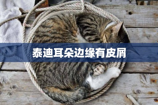 泰迪耳朵邊緣有皮屑