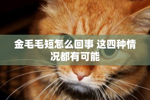 金毛毛短怎么回事 這四種情況都有可能