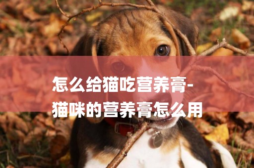 怎么給貓吃營養膏-
貓咪的營養膏怎么用