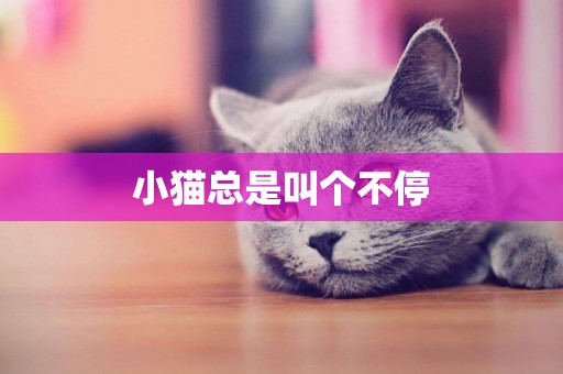 小貓總是叫個不停
