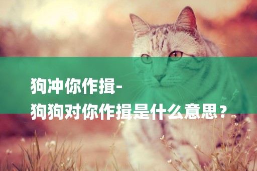 狗沖你作揖-
狗狗對你作揖是什么意思？