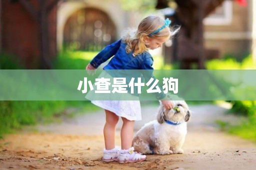 小查是什么狗