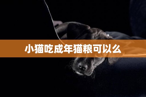 小貓吃成年貓糧可以么