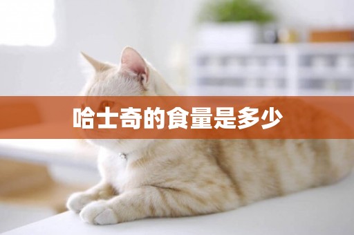 哈士奇的食量是多少