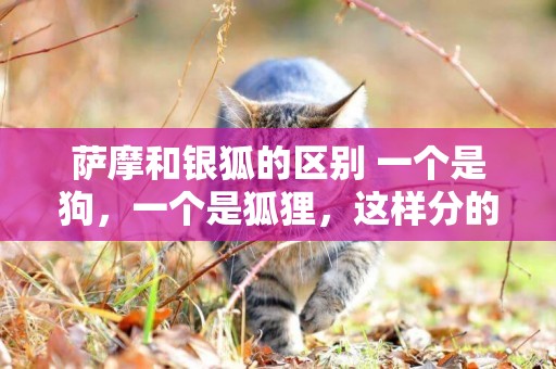 薩摩和銀狐的區別 一個是狗,一個是狐貍,這樣分的清嗎 薩摩和銀狐的區別 一個是狗,一個是狐貍,這樣分的清嗎