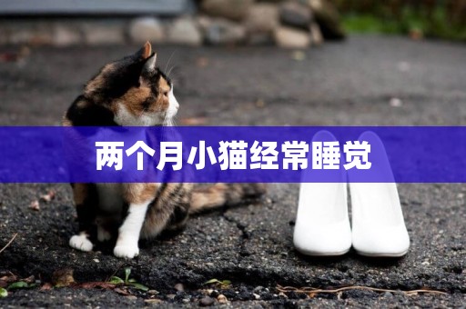 兩個月小貓經常睡覺