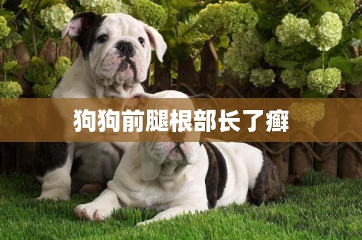 狗狗前腿根部長了癬
