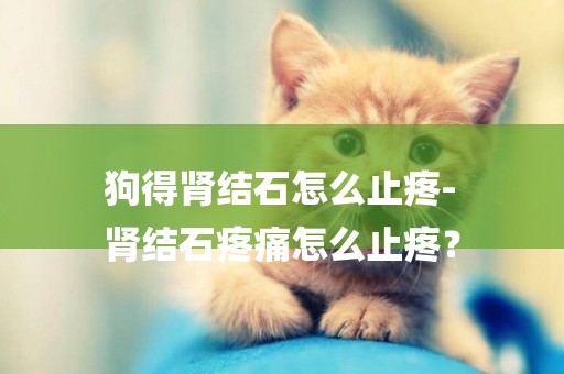 狗得腎結石怎么止疼-
腎結石疼痛怎么止疼？