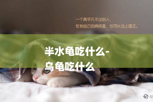 半水龜吃什么-
烏龜吃什么