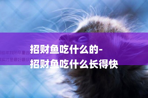 招財魚吃什么的-
招財魚吃什么長得快