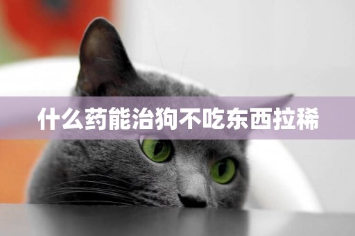 什么藥能治狗不吃東西拉稀