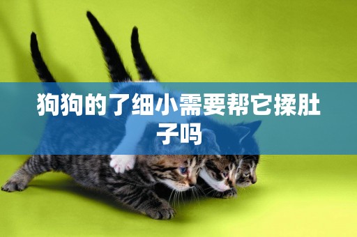狗狗的了細小需要幫它揉肚子嗎