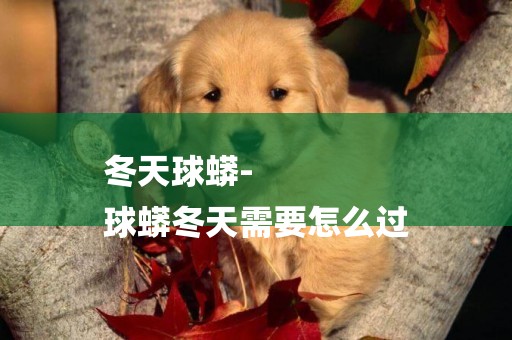 冬天球蟒-
球蟒冬天需要怎么過