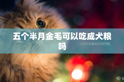 五個半月金毛可以吃成犬糧嗎