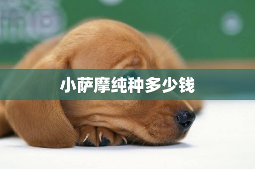 小薩摩純種多少錢