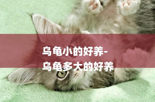 烏龜小的好養-
烏龜多大的好養