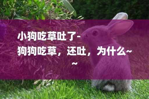 小狗吃草吐了-
狗狗吃草，還吐，為什么~~