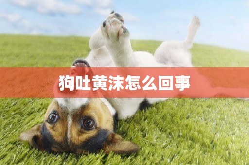 狗吐黃沫怎么回事