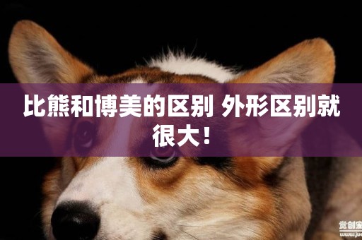 比熊和博美的區別 外形區別就很大！