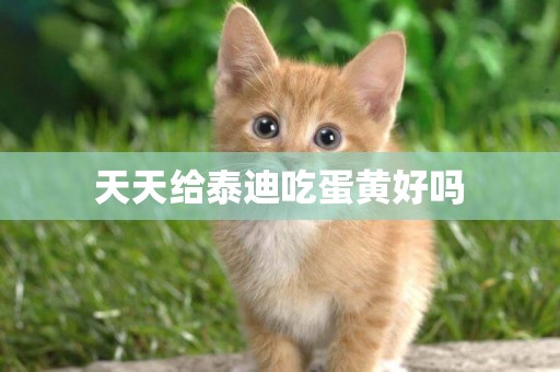 天天給泰迪吃蛋黃好嗎
