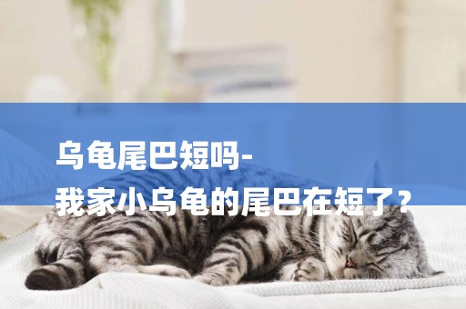 烏龜尾巴短嗎-
我家小烏龜的尾巴在短了？