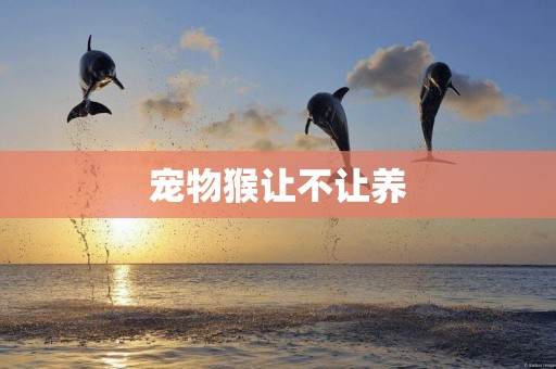 寵物猴讓不讓養