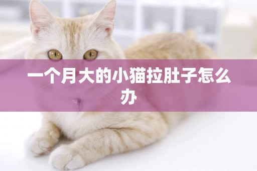 一個月大的小貓拉肚子怎么辦