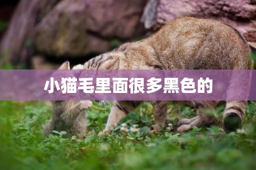 小貓毛里面很多黑色的