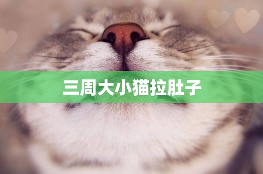 三周大小貓拉肚子