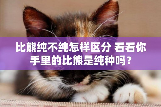 比熊純不純怎樣區分 看看你手里的比熊是純種嗎？