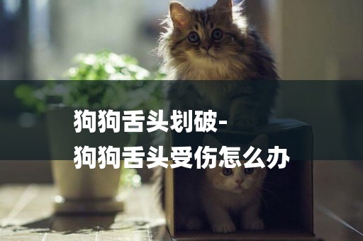 狗狗舌頭劃破-
狗狗舌頭受傷怎么辦