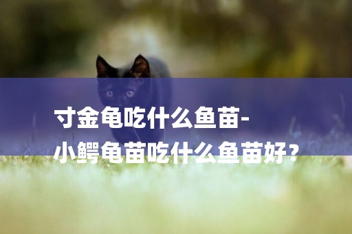 寸金龜吃什么魚苗-
小鱷龜苗吃什么魚苗好？