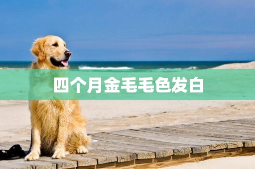 四個月金毛毛色發白